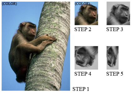 _images/monkey_steps.jpg